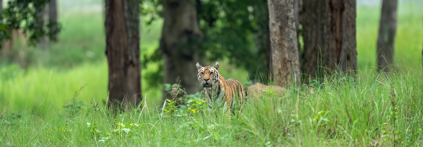 Kanha National Park - Royal Bengal Tigers